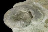 Bathonian Ammonite (Procerites) Fossil - France #152755-2